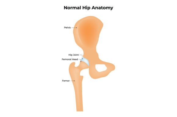 Download Normal Hip Anatomy Science Design - Design Collection